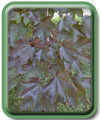 Acer platanoides L.