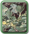 Amaranthus blitum L.