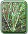 Falcaria vulgaris Bernh.