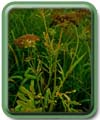 Sium  atifolium L.
