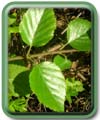 Betula pubescens Ehrh. 
