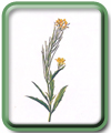  Erysimum hieracifolium L. 