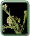 Lepidium campestre (L.) R. Br.  