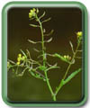  Rorippa palustris (L.) Bess