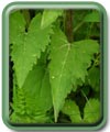 Campanula trachelium L.