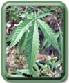  Cannabis sativa L. 