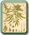  Cannabis sativa L. 