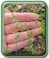 Arenaria serpyllifolia L.