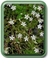 Stellaria crassifolia Ehrh.