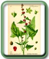 Chenopodium foliosum Aschers