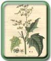 Chenopodium hybridum L. 