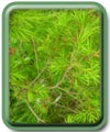 Juniperus communis L. 