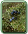 Juniperus communis L. 