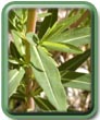 Euphorbia palustris L.