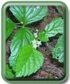 Rubus saxatilis L.